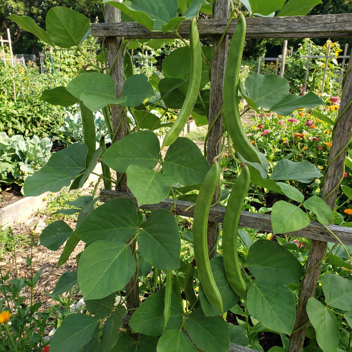 Sword Bean Vegetable Planting Seeds