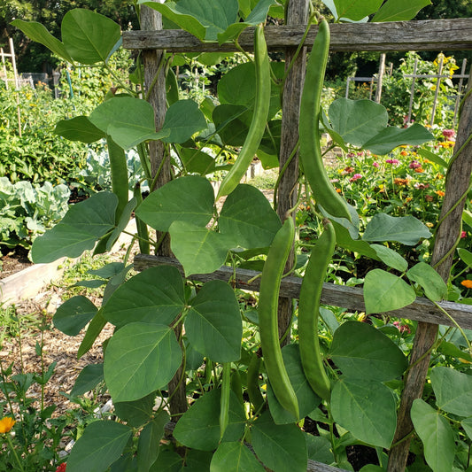 Sword Bean Vegetable Planting Seeds