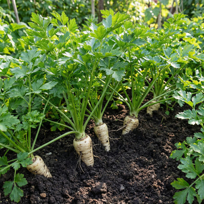 Hamburg Parsley Vegetable Seeds for Easy Planting