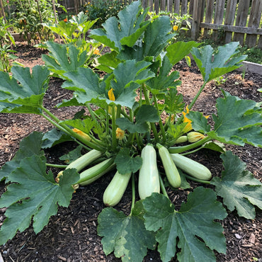 Bianco Di Trieste Zucchini Planting Seeds - Grow Fresh Zucchinis All Year