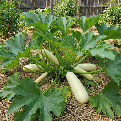 Bianco Di Trieste Zucchini Planting Seeds - Grow Fresh Zucchinis All Year