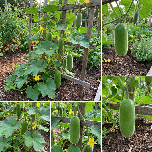 Hairy Gourd Vegetable Seeds for Planting