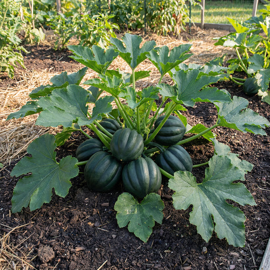 Table King Bush Acorn Squash Planting Seed for Robust Growth and Delicious Harvest in Your Garden