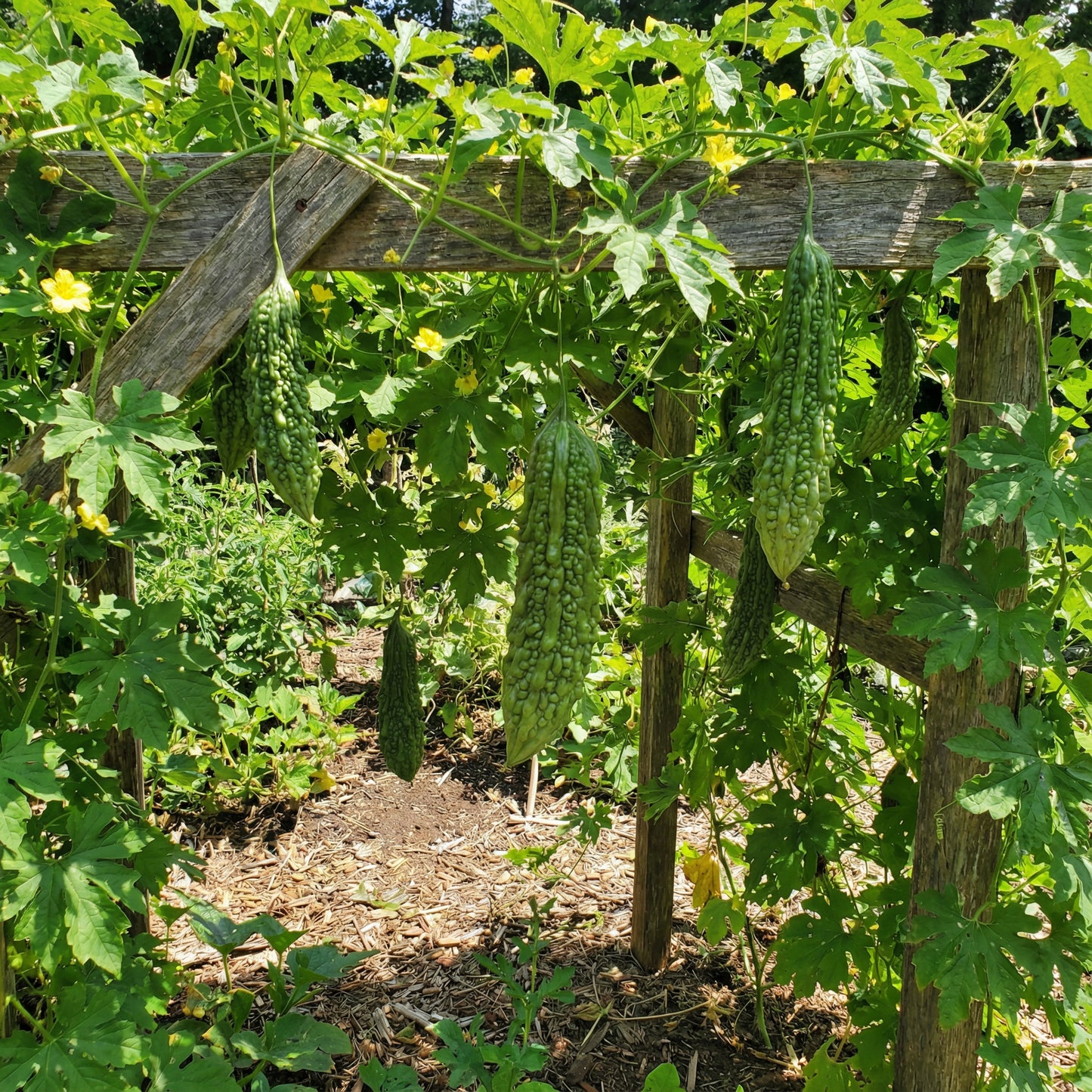 Bitter Gourd Vegetable Seeds for Your Garden