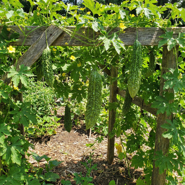 Bitter Gourd Vegetable Seeds for Your Garden