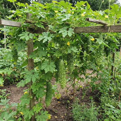 Bitter Gourd Vegetable Seeds for Your Garden