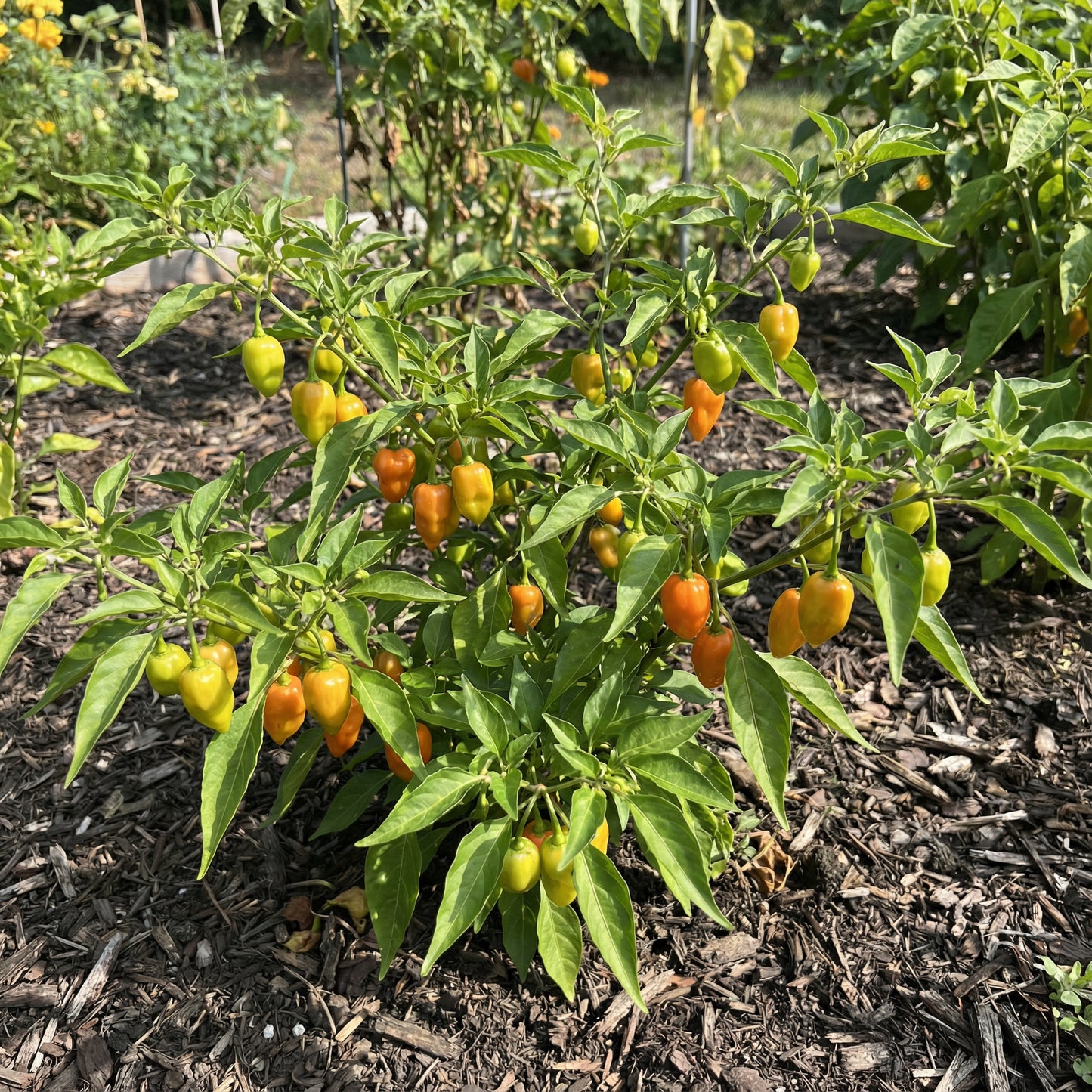 Datil Pepper Vegetable Seeds for Home Planting