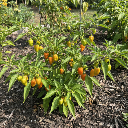 Datil Pepper Vegetable Seeds for Home Planting