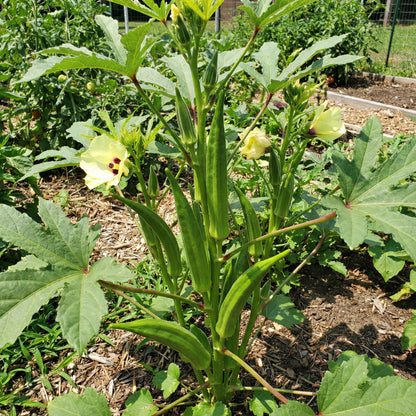 Okra Vegetable Seeds for Easy Planting