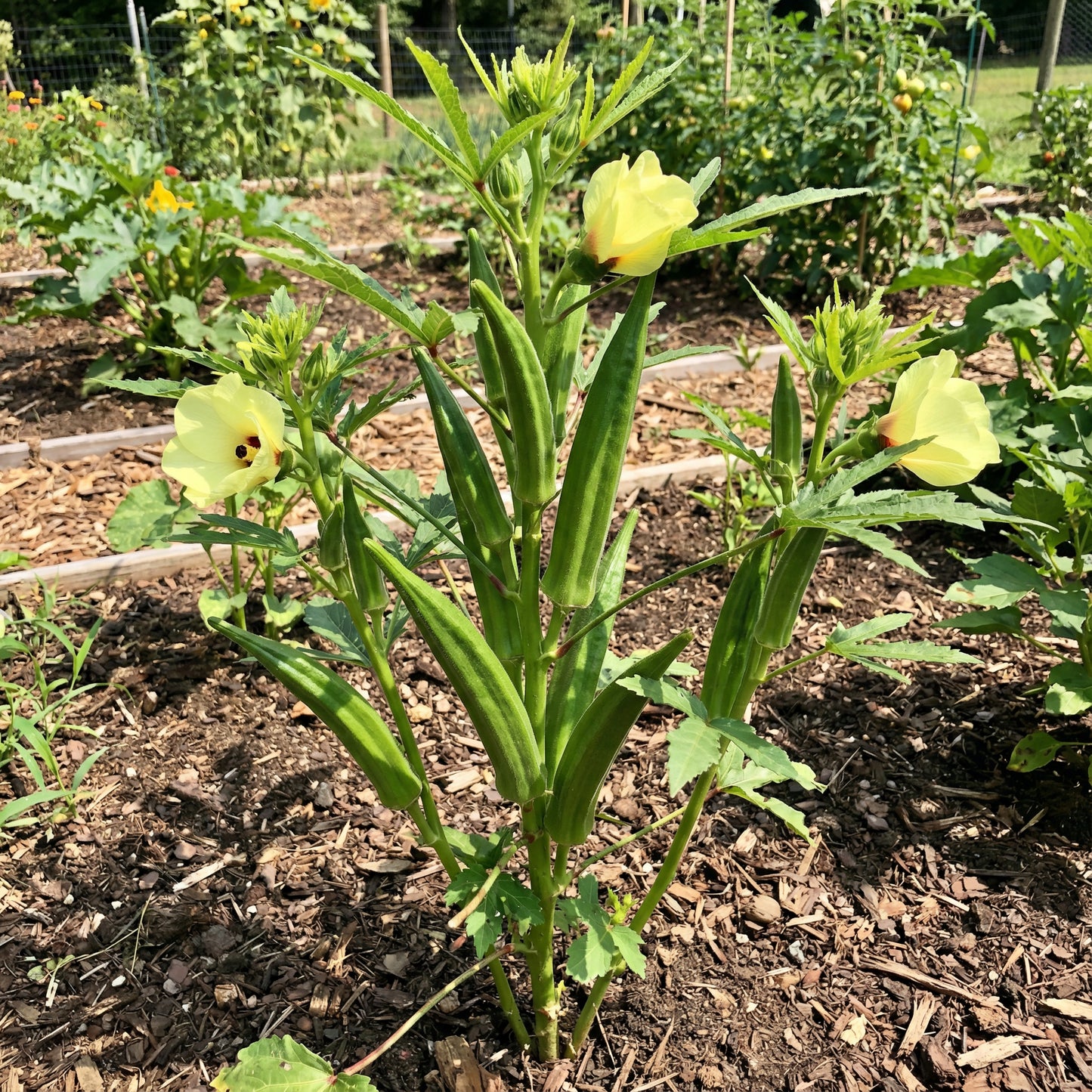 Okra Vegetable Seeds for Easy Planting
