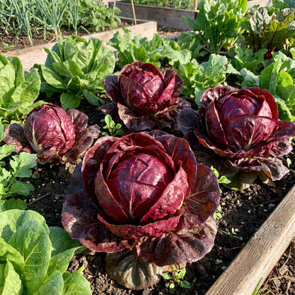 Burgundy Radicchio Planting Seeds - Grow Your Own