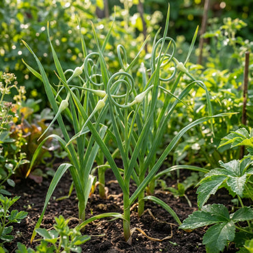 Green Garlic Vegetable Seeds - Easy Planting