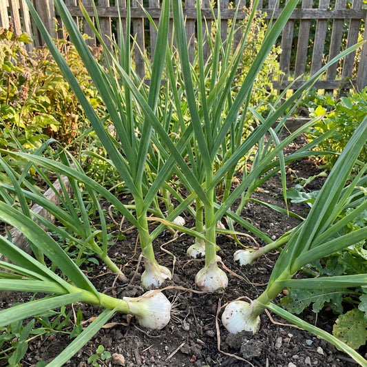 Green Garlic Vegetable Seeds - Easy Planting