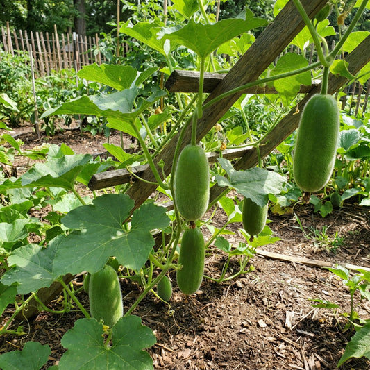 Green Wooly Bear Gourd Vegetable Planting Seeds