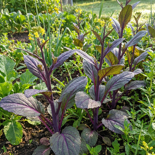 Purple Kosaitai Vegetable Seeds for Planting