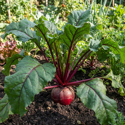 Red Mammoth Beet Vegetable Seeds for Easy Planting