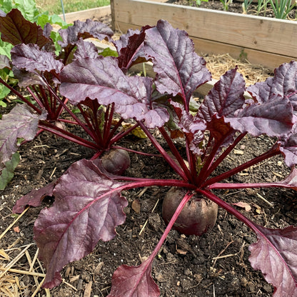 Red Mammoth Beet Vegetable Seeds for Easy Planting