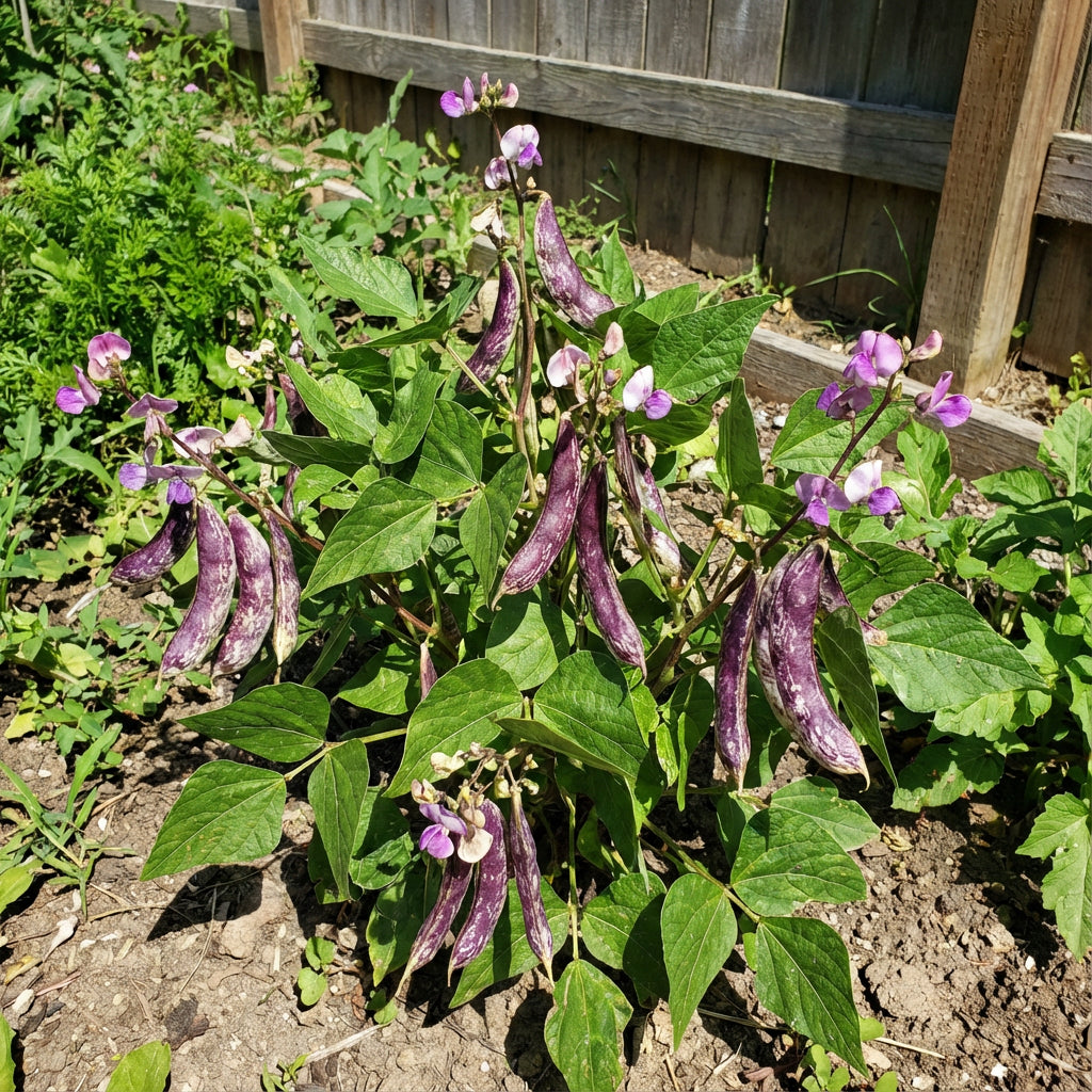 Purple & White Lima Bean Seeds for Planting