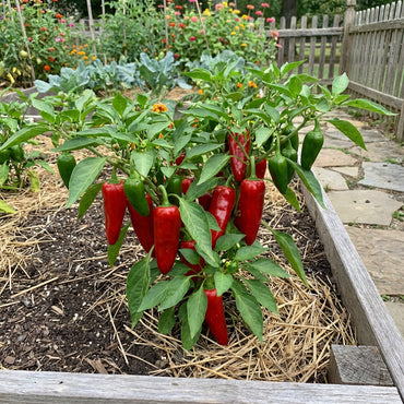 Red Nardello Vegetable Seeds for Home Planting