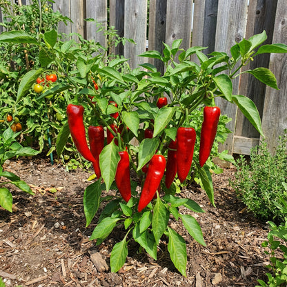 Red Nardello Vegetable Seeds for Home Planting