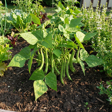 Bush Bean Vegetable Seeds for Easy Planting