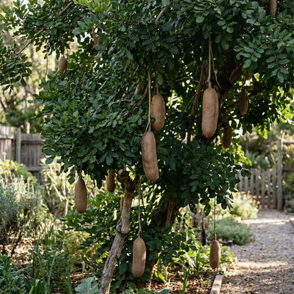 Brown Sausage Seeds for Planting