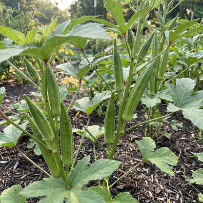 Green Clemson Vegetable Garden Seeds for Planting