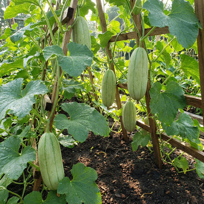 Green Cucumeropsis Seeds for Planting - High-Quality Vegetable Seeds