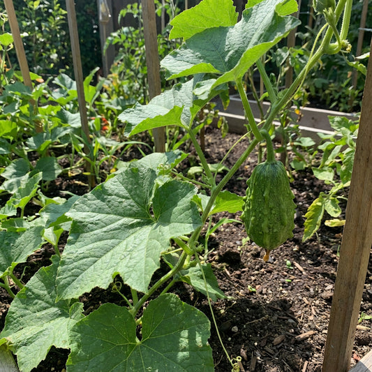 Green Scabra Vegetable Planting Seeds - Grow Fresh Greens