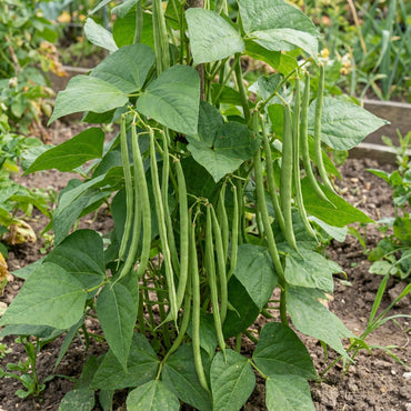 Green Stallard Bean Vegetable Seeds for Easy Planting