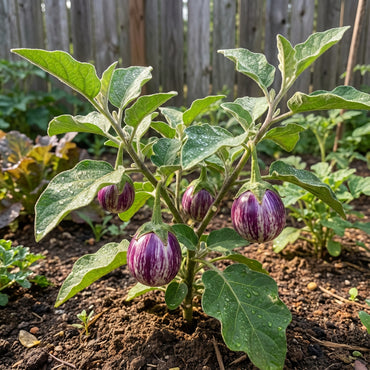 Udumalpet Eggplant Vegetable Seeds for Easy Planting