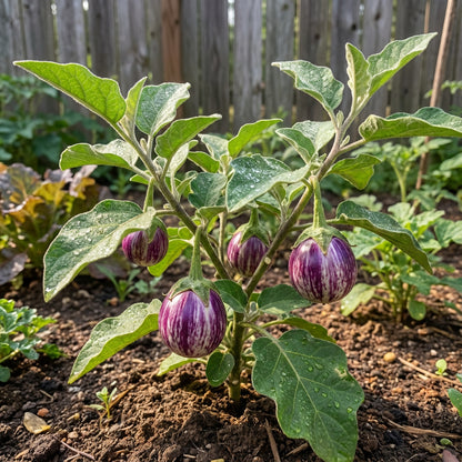 Udumalpet Eggplant Vegetable Seeds for Easy Planting