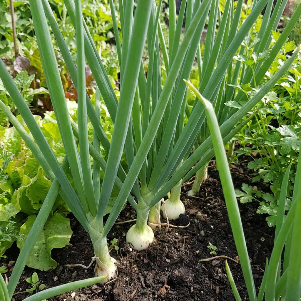 Green Fistulosum Vegetable Seeds for Easy Planting