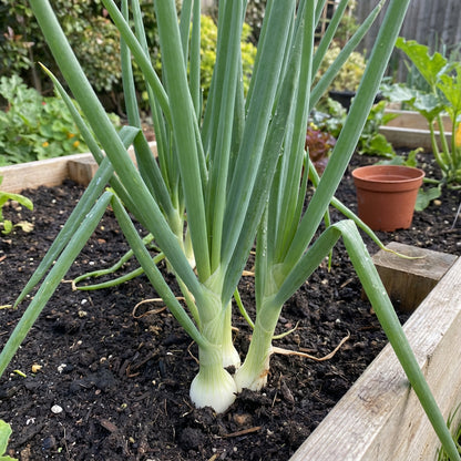Green Fistulosum Vegetable Seeds for Easy Planting
