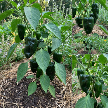 Green Ancho Poblano Vegetable Planting Seeds