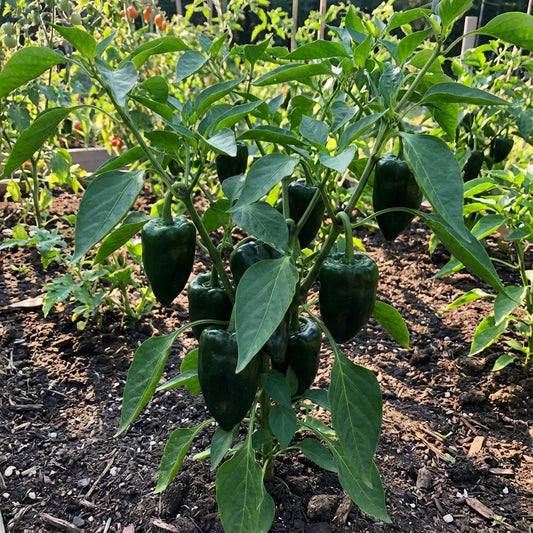 Green Ancho Poblano Vegetable Planting Seeds