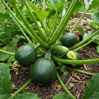 Green Ronde de Vegetable Seeds for Easy Planting