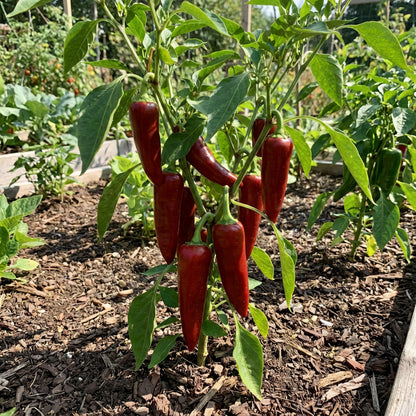 Kalocsa Red Vegetable Seeds for Planting