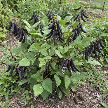 Black Turtle Bean Seeds for Planting Premium Vegetable Seeds