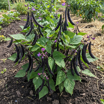 Black Turtle Bean Seeds for Planting Premium Vegetable Seeds