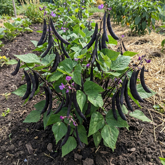 Black Turtle Bean Seeds for Planting Premium Vegetable Seeds