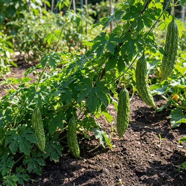 Green Bitter Melon Vegetable Seeds for Easy Planting