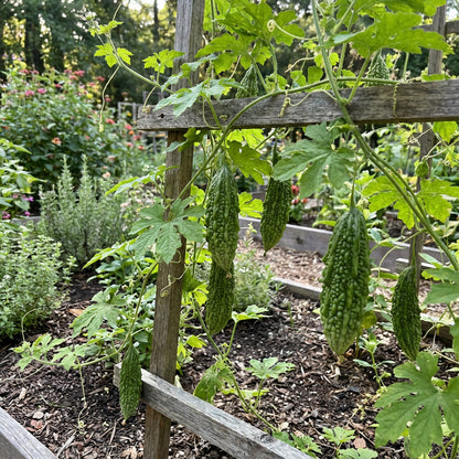 Green Bitter Melon Vegetable Seeds for Easy Planting