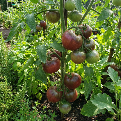 Black Red Tomato Seeds for Planting