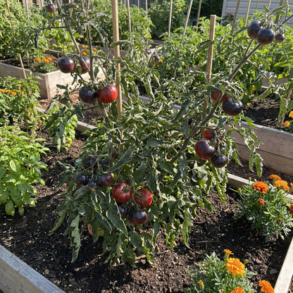 Black Red Tomato Seeds for Planting