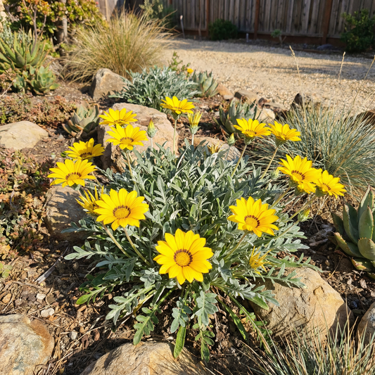 Yellow Gazania Flower Seeds Planting Vibrant