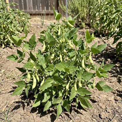 White Tepary Bean Seeds for Planting
