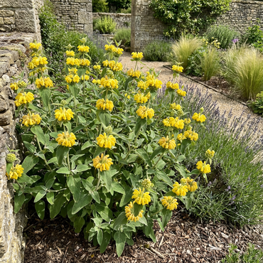 Yellow Jerusalem Sage Flower Planting Essentials for a Beautiful Garden - Seeds Included
