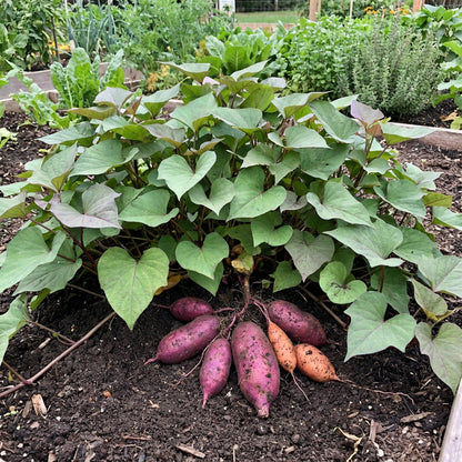 Mixed Sweet Potato Seeds for Vegetable Gardens