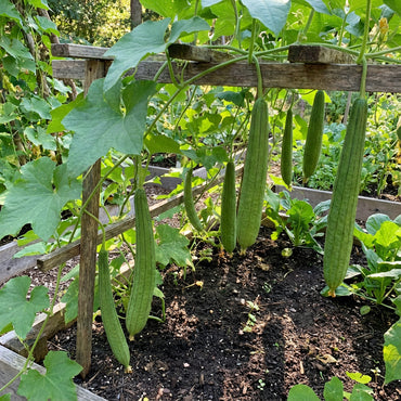 Green Zucca Luffa Seeds for Planting Vegetable Garden Essential